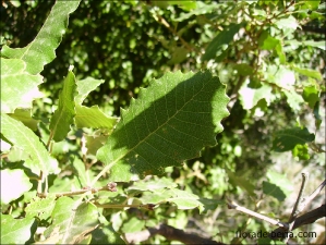Quercus faginea subsp. broteroi